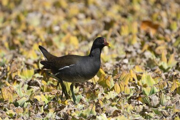 Swamp Chicken (Ciconia episcopus) walking through a field of dry leaves