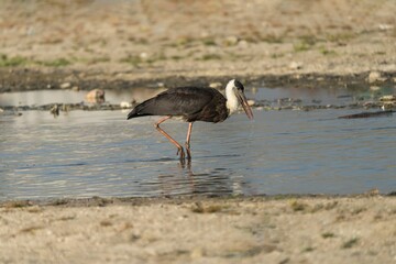 Asian Woolly-necked Stork wading in shallow water