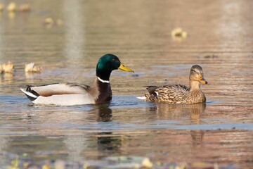 Pair of Wild Ducks (Anas platyrhynchos) swimming in a serene lake with reflections on the water