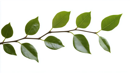 Naklejka premium green leaves isolated on white