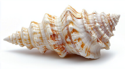 sea shell isolated on white