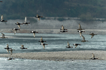 flock of ducks