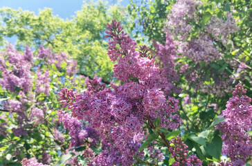 Obraz premium Blossom Violet Lilac Flowers Against Blurr Green Background