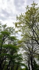 Fototapeta premium Trees swaying in strong wind under grey cloudy sky, summer, leaves, trees