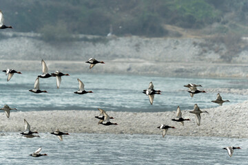 flock of ducks