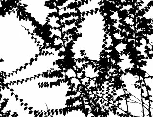 black silhouettes of branches and ivy leaves on a white background- illustration