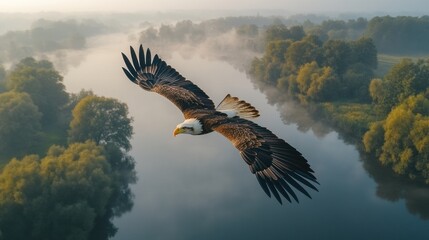 Obraz premium Majestic bald eagle in flight over a misty river valley at sunrise.