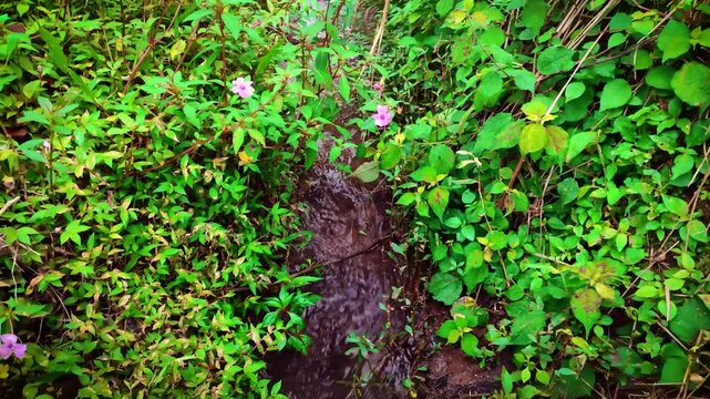 A small stream flows through lush green vegetation with pink flowers, creating a serene and natural scene. Ideal for nature and relaxation themes.