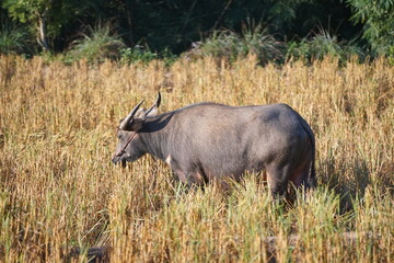 Obraz premium A buffalo in the field