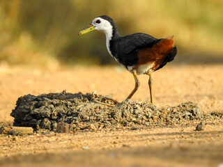 Full outdoor shot of a bird White-breasted Waterhen, standing on a patch of damp, dark-colored mud or dung.
