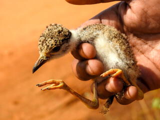 Close-up of a small, yellow-wattled lapwing chick held in a human hand. 