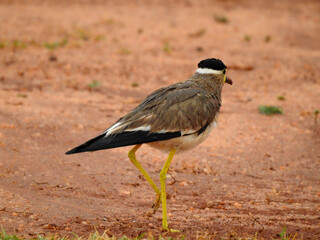 Obraz premium A yellow-wattled lapwing bird soaked in the rain.