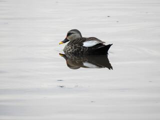 Full outdoor shot of a spot-billed duck on calm water. 
