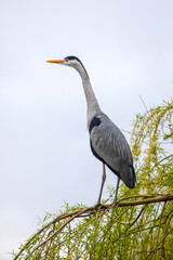 Heron in a London Park