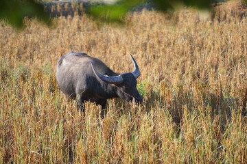 A water buffalo grazes on straw and rice stubble in a harvested paddy field, evoking the simple agricultural life of the countryside