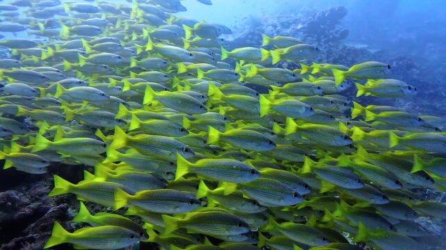 A dense school of bluestripe snapper (Lutjanus kasmira) glides over a coral reef in Raja Ampat. Their bright yellow tails and blue-striped bodies create a stunning underwater display