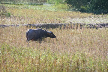 A water buffalo grazes on straw and rice stubble in a harvested paddy field, evoking the simple agricultural life of the countryside