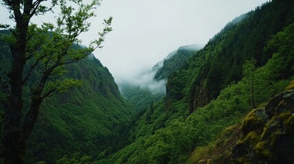 Fototapeta premium Mountain landscape with trees shrouded in fog in a lush rainforest setting