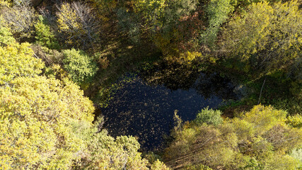 Pond with leaves floating on the surface. Golden colors of a beautiful September forest