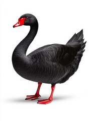 Fototapeta premium Elegant Black Swan - A striking of a black swan with vibrant red feet and beak, set against a pure white background