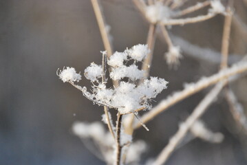frost on the branches