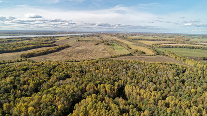 Large forest with a few trees in the foreground. Golden colors of a beautiful September forest