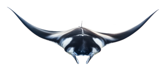 Manta ray on a transparent background. isolated background.