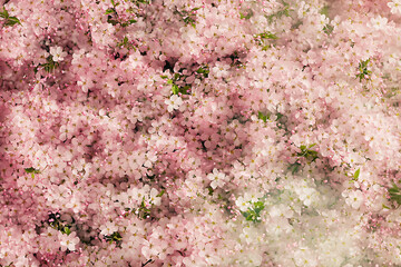 Fototapeta premium delicate pink cherry blossoms in full bloom, creating a soft and dreamy floral background. The vibrant green leaves contrast beautifully with the pastel petals