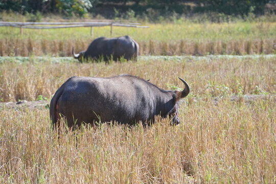A water buffalo grazes in a harvested rice field, illuminated by the soft morning sunlight. Its horns and wet, textured hide stand out against the golden stubble, capturing the peaceful essence of rur