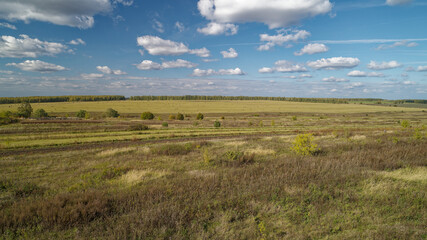 Field of grass with a few trees in the background. Golden colors of a beautiful September forest