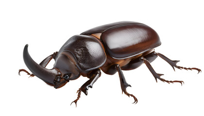 rhinoceros beetle on isolated background, detailed close-up of horned beetle, glossy exoskeleton insect, strong-legged scarab, exotic coleoptera species, nature wildlife macro photography, entomology 