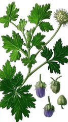 Detailed illustration of a green plant with berries.