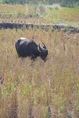 buffalo in the water