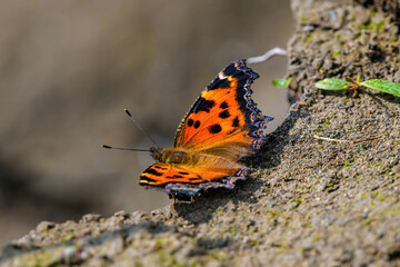 butterfly on a flower