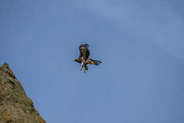 Fototapeta premium eagle in flight
