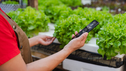 Vertical farming and hydroponics concept. Smart Farming Tech Meets Sustainability, Gardener using smartphone to monitor and manage leafy greens in sustainable farming setup, fusion of technology