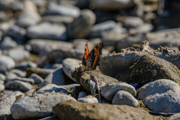 butterfly on a flower