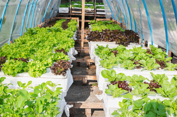 Vertical farming and hydroponics concept. Colorful display of fresh lettuce varieties thriving in hydroponic greenhouse, sustainable farming practices and vibrant greenery