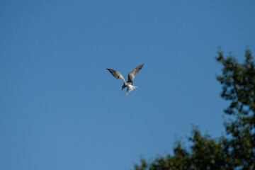 Fototapeta premium osprey in flight