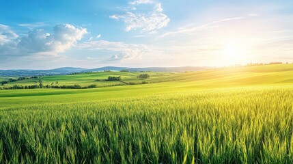 Obraz premium Lush green wheat field at sunset, rolling hills under a vibrant sky.
