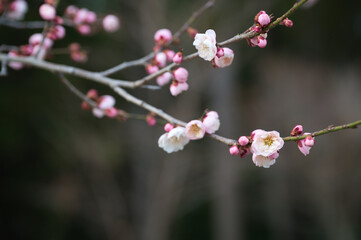 可愛らしい花をつけた梅の木の枝
