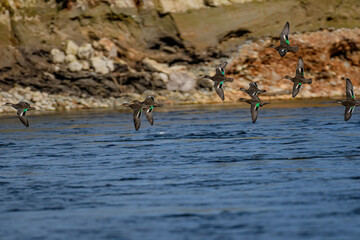 wild birds in the water