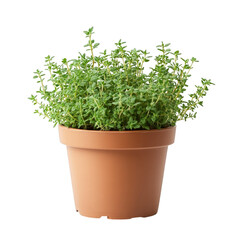 Fototapeta premium Lush green thyme plant in terracotta pot with vibrant leaves
