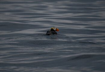 ladybird on the water
