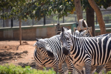 
The image features two zebras in a naturalistic enclosure, with their distinctive black and white...