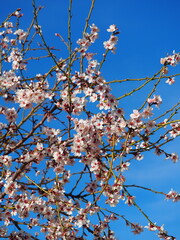 Blooming almond tree with delicate white flowers and ripe almonds against a clear blue sky