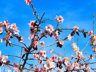 Blooming almond tree with delicate white flowers and ripe almonds against a clear blue sky