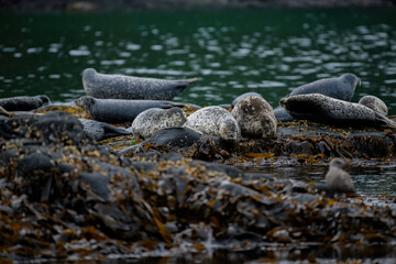 Obraz premium sea lion on the beach