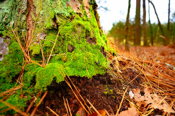Green moss growing on a tree trunk with the surrounding ground covered with fallen pine needles in Chickamauga Battlefield, Georgia. A slug can be seen on the moss.