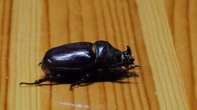 Rhinoceros beetle lat. Oryctes nasicornis is a large flying beetle from the subfamily Dynastinae.
